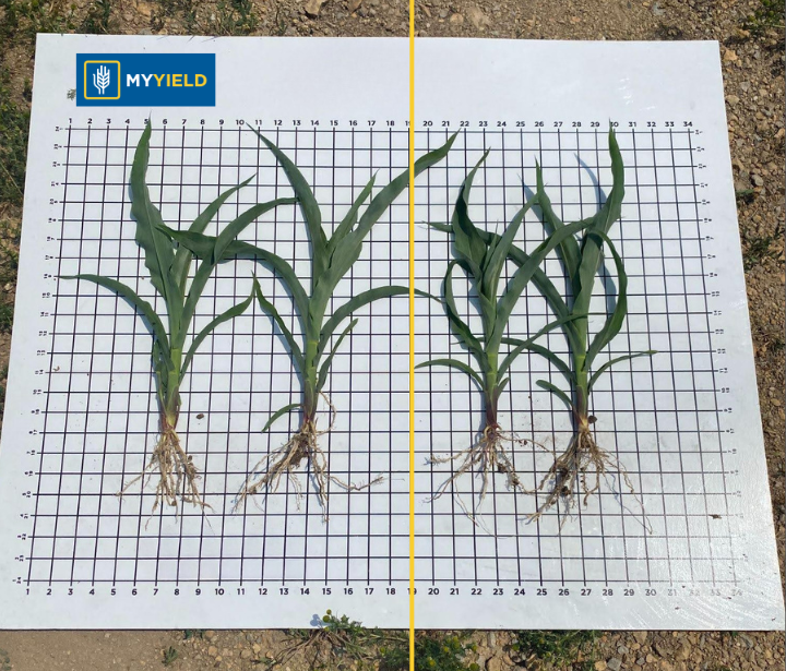 Corn - MY BYLD 2