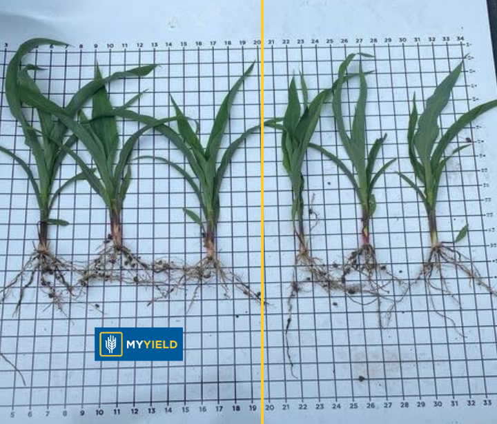 Corn - MY BYLD 4
