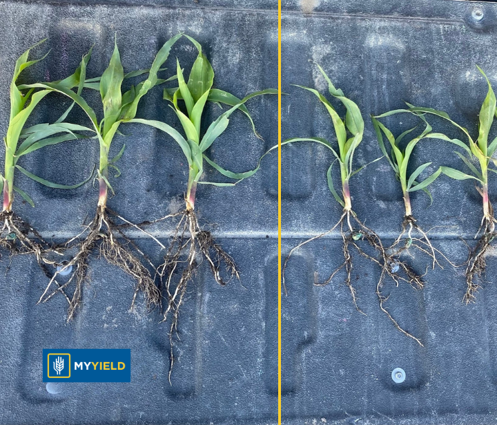 Corn - PRYME CRN 1