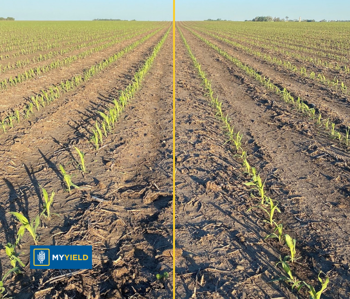Corn - PRYME CRN 2