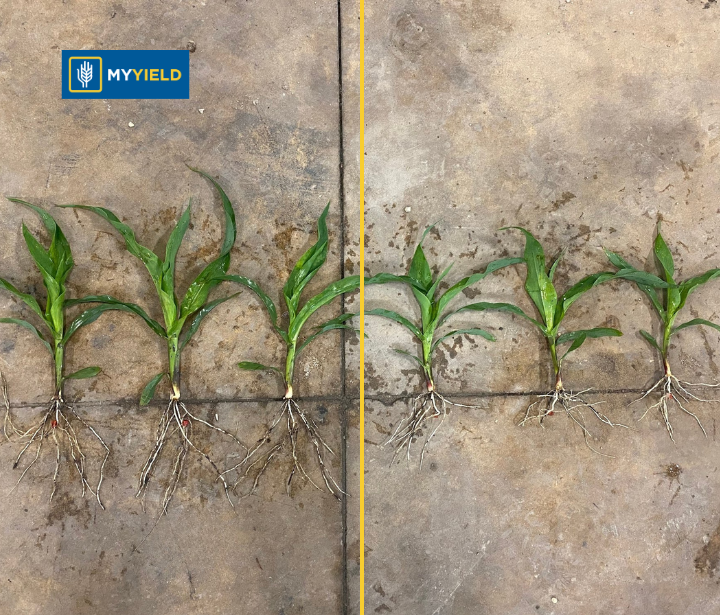 Corn - PRYME CRN 4