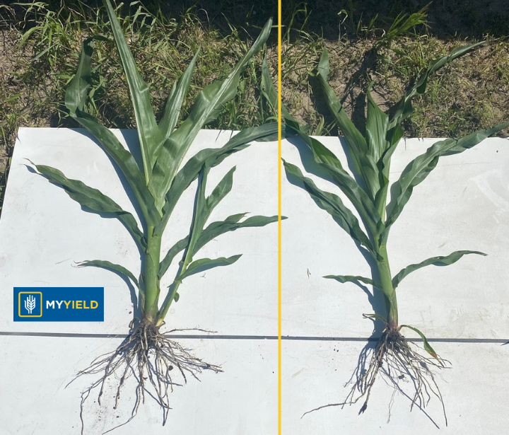 Corn - PRYME CRN 5