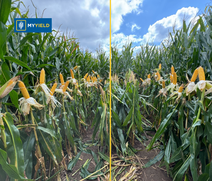 Corn - RELAY 2