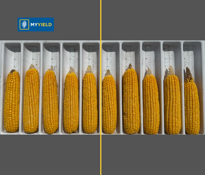Corn - RELAY 3