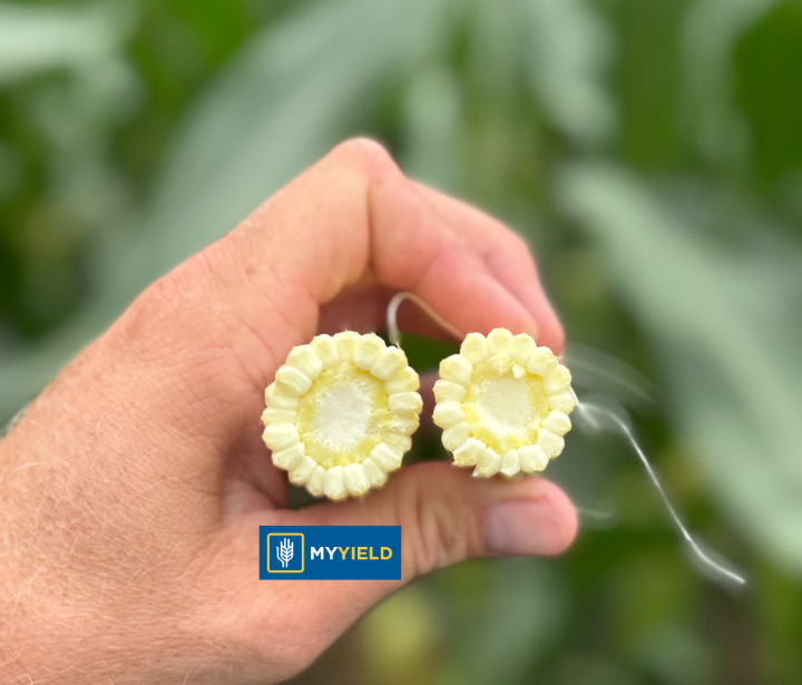 Corn - RELAY 4