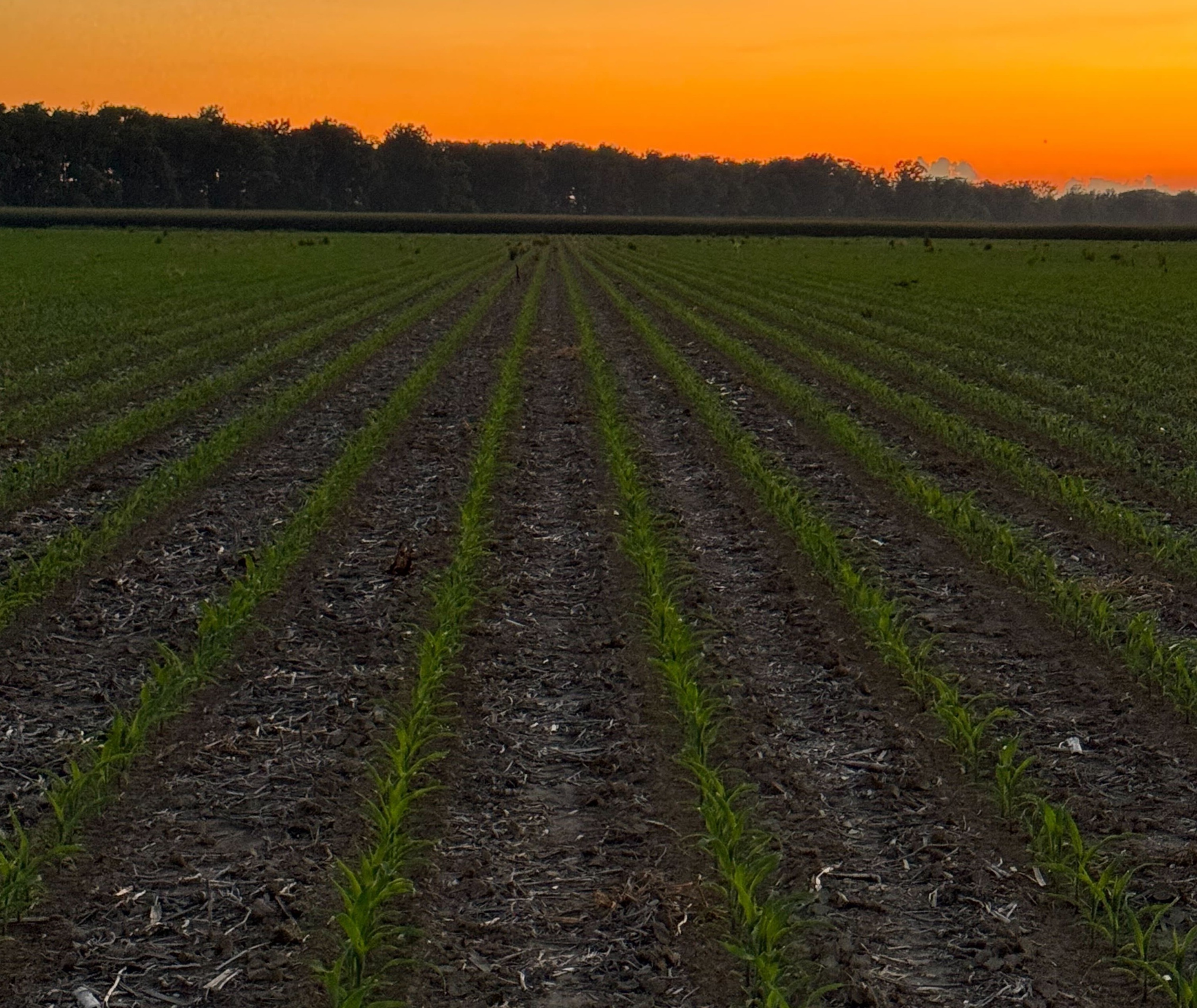 Late-planted corn with AMBYT