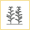 Corn Icon_Ears per plant