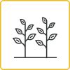 Soybean Icon_Plants per acre
