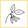 Soybean Icon_Pods per node