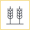 Wheat Icon_Ears per plant
