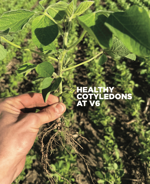 MY DRYVE X - Healthy Cotyledons - V6