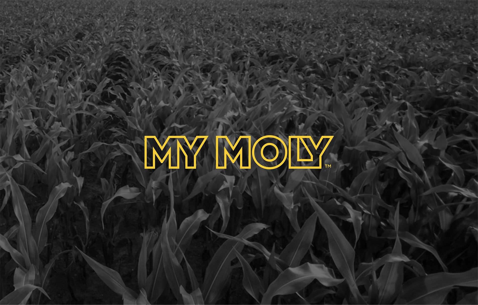 Product-Photo_MYMOLY_Corn