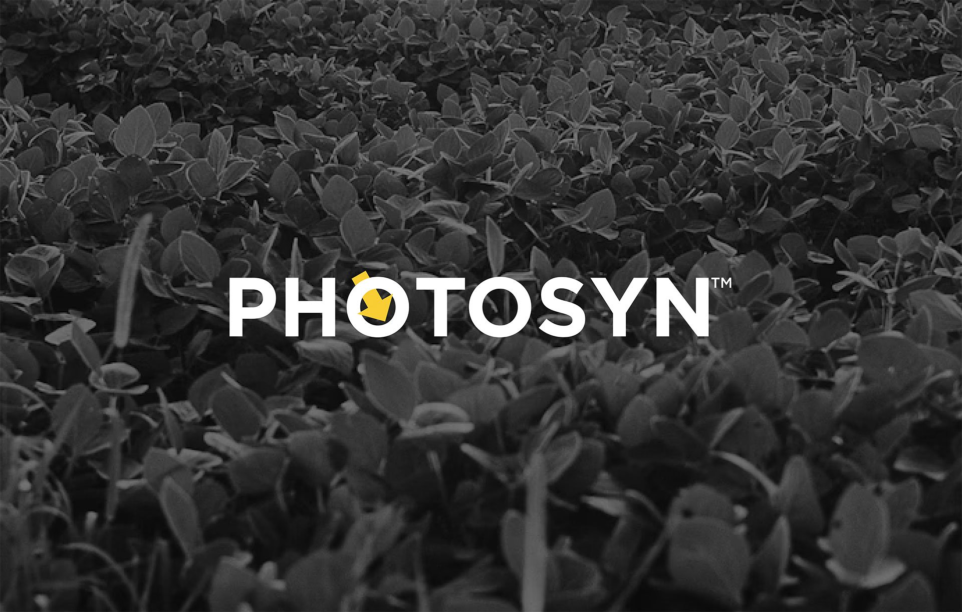 Product-Photo_PHOTOSYN_Soybean