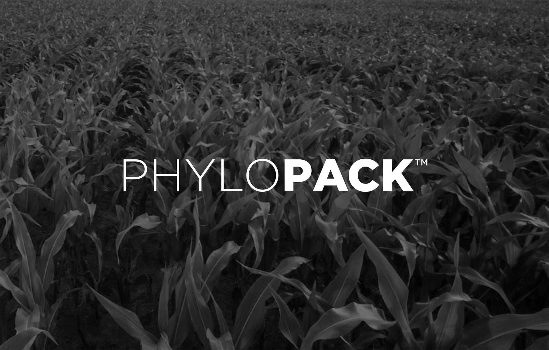 Product-Photo_PHYLOPACK_Corn