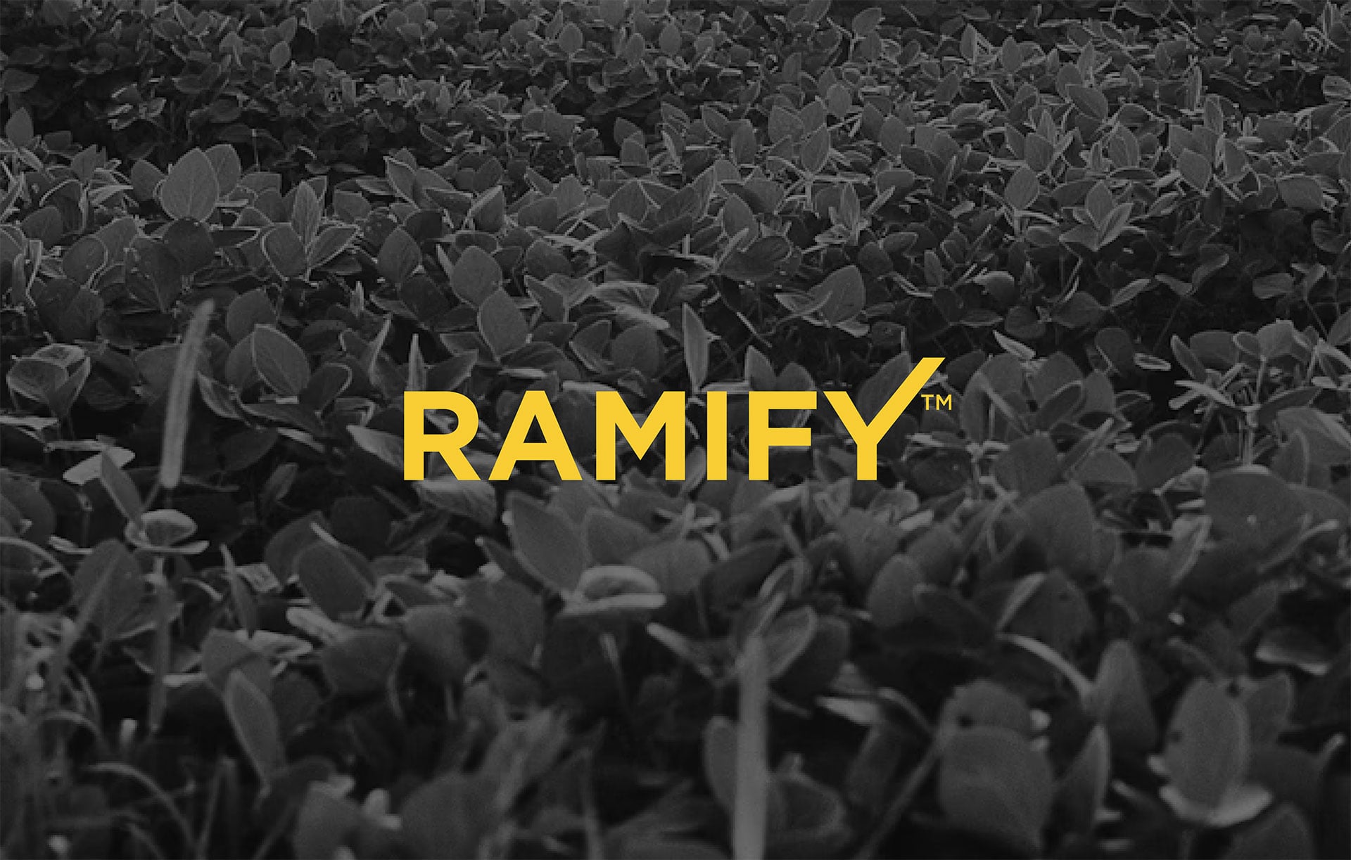 Product-Photo_RAMIFY_Soybean