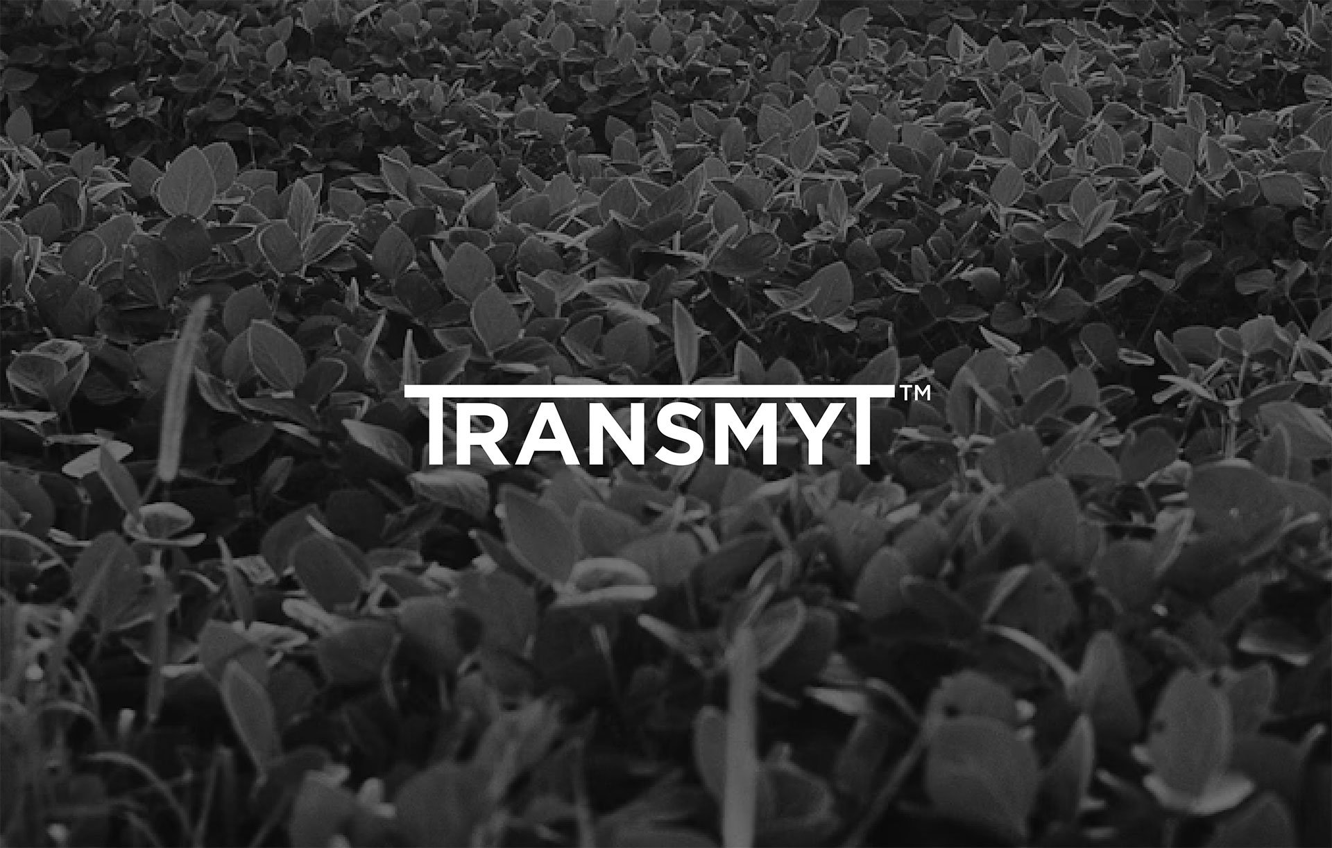 Product-Photo_TRANSMYT_Soybean