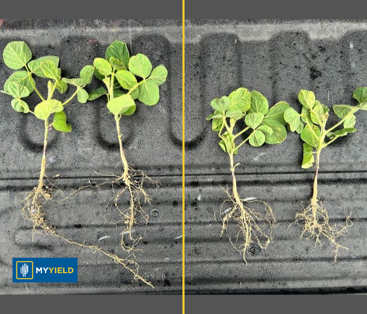 Soybean - MY DRYVE X - 1