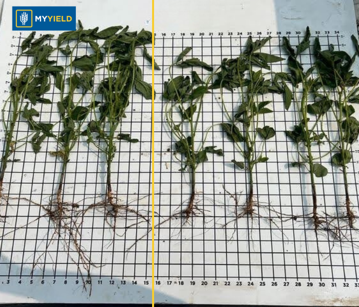 Soybean - MY DRYVE X - 2
