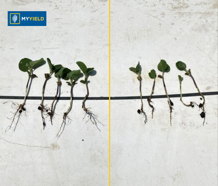 Soybean - MY DRYVE X - 3