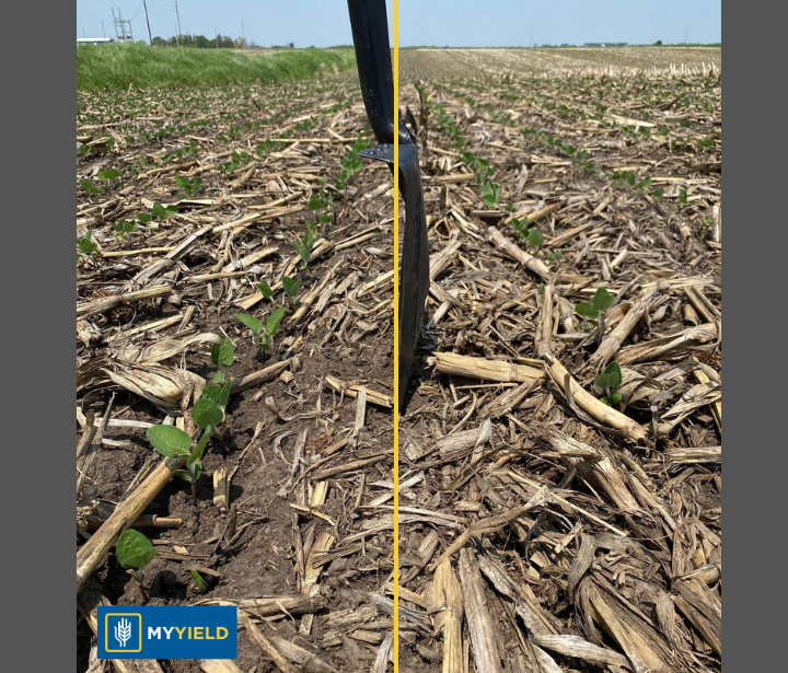 Soybean - MY DRYVE X - 4