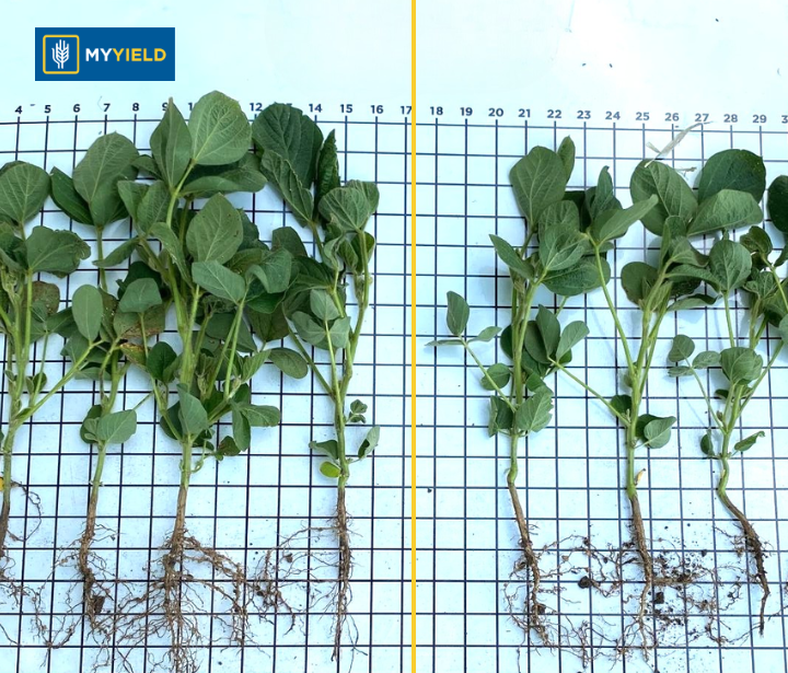 Soybean - MY DRYVE X - 5