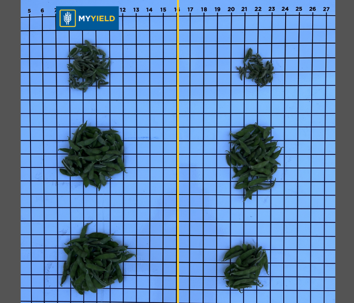 Soybean - MY DRYVE X - 7