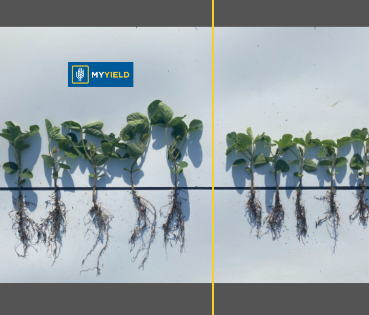 Soybean - PRYME SB