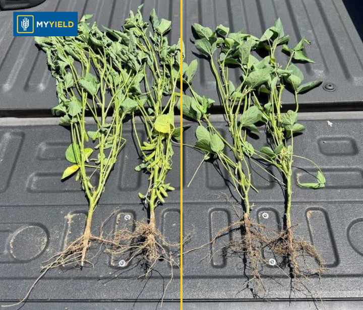 Soybean - CATALYZE